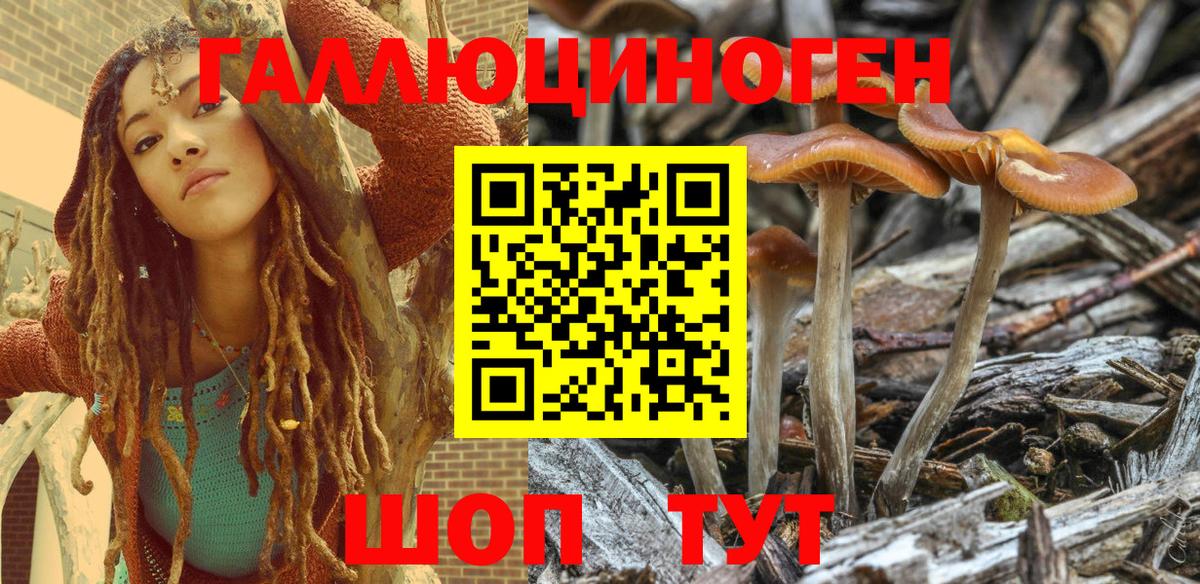 Кизляр  Псилоцибиновые грибы GOLDEN TEACHER  Псилоцибиновые грибы Magic Shrooms  Вход с VPN 